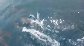 Pod of dolphins swim alongside fishing boat in the Philippines