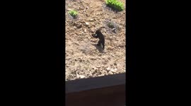 Bear cubs caught on camera playing in back garden