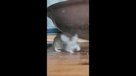 Little cute mouse eating a rice.