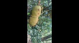 FURTHER FOOTAGE: Indian man grows almost metre-long jackfruit and hopes to enter Guinness World Records
