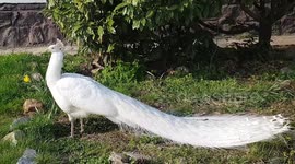 Encounter a beautiful white peacock