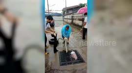 Python rescued after getting stuck in drain cover during storm in Thailand