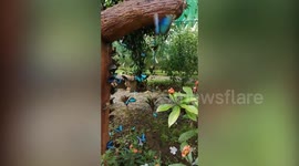 Hundreds Of Bright Butterflies Flutter Through Garden