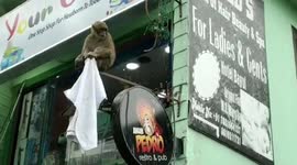Monkeys hijack eatery display board after straying into neighbourhood in northeast India's Sikkim