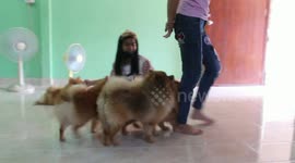 Pomeranian dog has learned how to climb into fridge to escape sweltering summer heat in Thailand