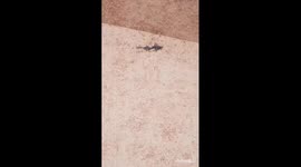 Ants Vs half dead Geko