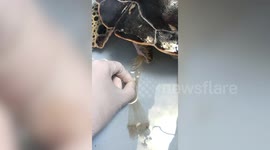Thai vet pulls 30cm long piece of plastic pollution from turtle's backside