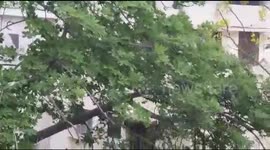 Silk cotton blown by strong gusts as Delhi heat broken by storms