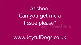 Atishooo!  Get me a tissue please Fido