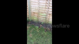 Gerry stalks an EGG!