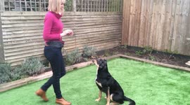 Dog training using hand signals