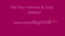 Fido fetch your harness and lead!