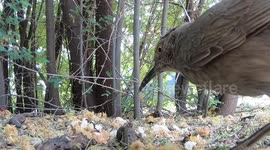 Grumpy bird attacks GoPro in its nest