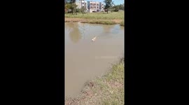 Dogs loves swimming