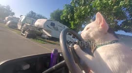 Cat learns how to drive!