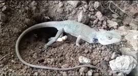 Shy garden lizard caught laying eggs in rare video