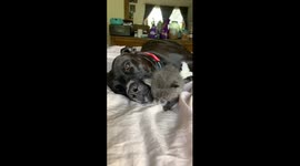 Mack, the formerly abused pit, taking care of his foster kitten