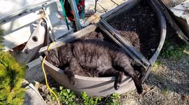My cat sleeps in the garden