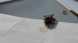 A bee gets nursed back to health - with honey
