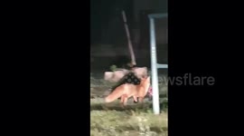 fox cruelly kills a rabbit and leaves the rabbit's organs