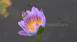A bee is collecting pollen