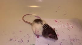 Meet the rat with a passion for painting