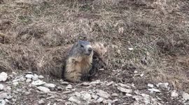 Marmots are waking up after a long winter season.