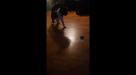 Puppy cant figure out toy