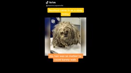 Bamford’s transformation, lost 3 lbs with a hair cut