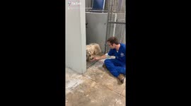 Mahaffey the big scared Pyrenees