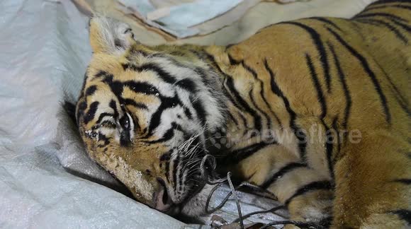 Endangered Sumatran tiger in Indonesia found dead  in wire trap