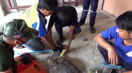 Rescue team have epic struggle to catch monitor lizard found sleeping under family's car in Thailand