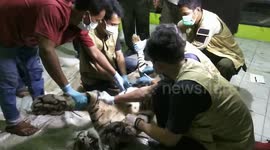 THE SUMATERA TIGER IS DEAD ENTANGLED IN THE COMPANY AREA