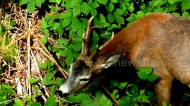 The European roe deer (Capreolus capreolus)