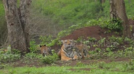 Photographer captures the heartwarming moment tigress nurses three cubs in wildlife reserve in southern India