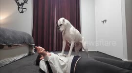 Incredibly clever dog learns to perform CPR on her owner