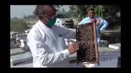 , The financial package announced by the Prime Minister Narendra Modi for beekeepings