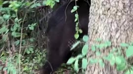 Doesn't seem to bite