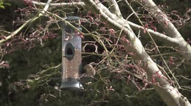 WILDLIFE - Small bird feeds from a hanging garden bird feeder