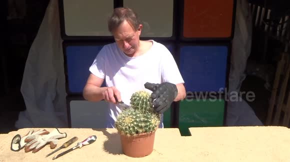 UK puzzle expert transforms cactus into functional Rubik's Cube