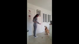 Labrador nails the 'temptation challenge' by remaining remarkably still