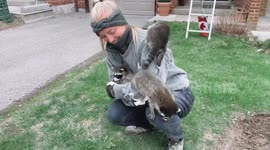 Woman cuddles four baby raccoons found in attic of Toronto home