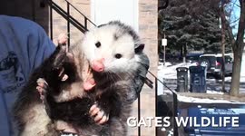 Raccoon mother stands her ground against wildlife control in Ontario