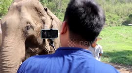 Thai elephant camp livestreams performances during coronavirus closure