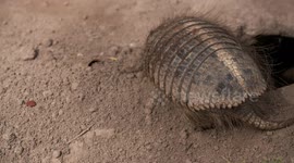 Pichi Armadillo Searching For And Eating Food