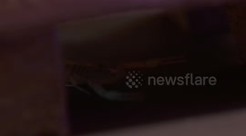 Blacklight on Scorpion