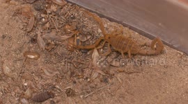 Scorpion Crawling Over Mulch