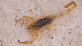 Small Scorpion on Table