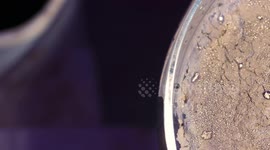 Scorpion In Dish of Sand