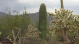 Cholla And Saguaro Cactus